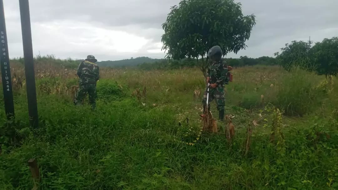 Koramil 1406-03/Maniangpajo Gelar Pembersihan Lahan untuk Penanaman Jagung di Desa Mattirowalie
