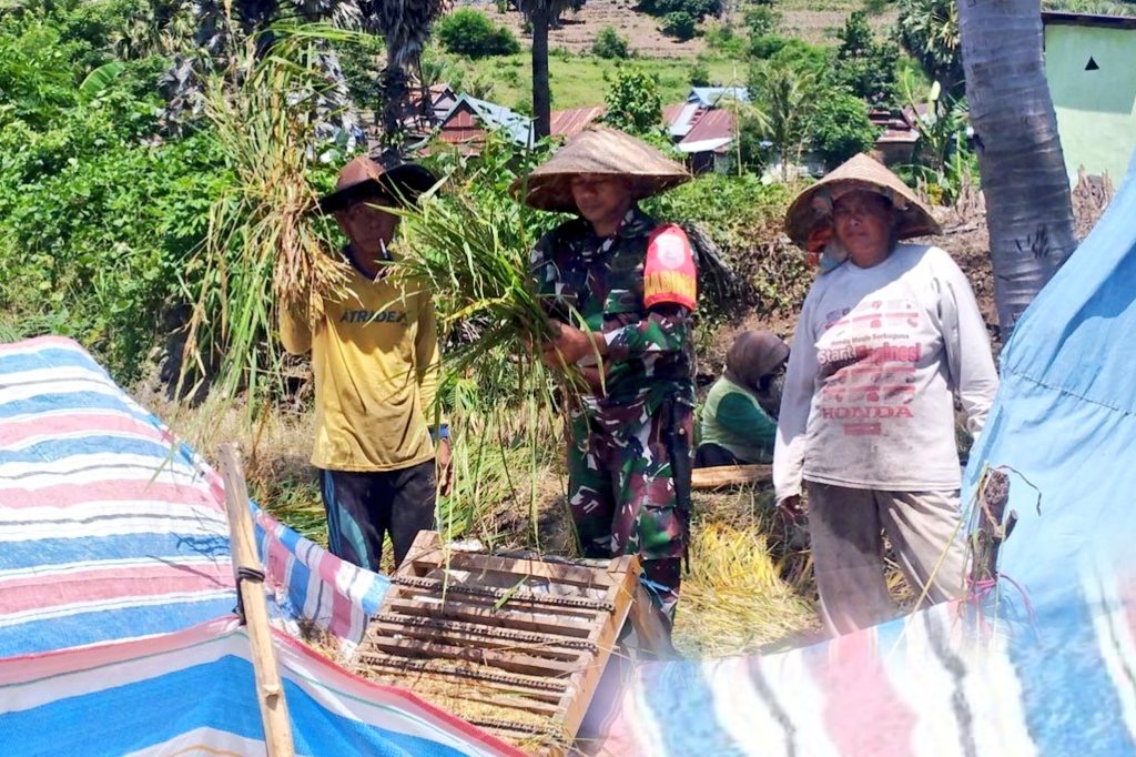 Bantu Petani Panen Padi Bentuk Dukungan TNI AD Wujudkan Swasembada Pangan