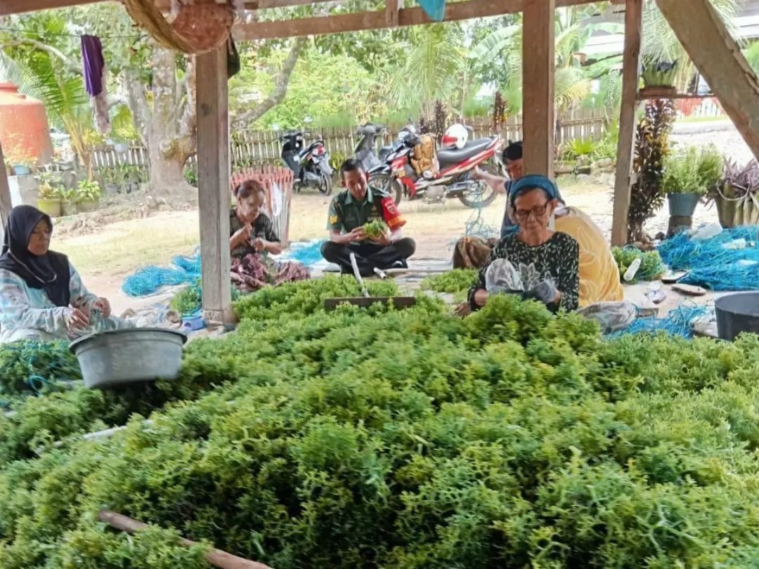 Babinsa Koramil 1406-07/Takkalalla Dampingi Petani Rumput Laut di Desa Ceppaga