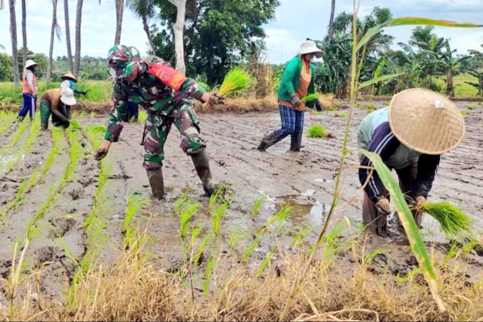 Dampingi Petani Tanam Padi, Upaya Babinsa Kodim Jeneponto Tingkatkan Ketahanan Pangan Lokal