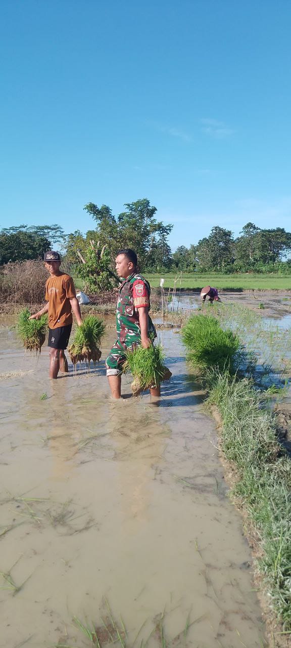 Ikut Tanam Padi, Babinsa Unaaha Sebagai Motor Penggerak Kesejahteraan Rakyat