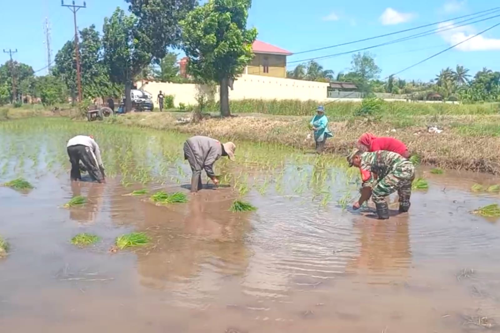 Babinsa Koramil Binamu Turun Ke Sawah Dampingi Petani Pengolahan Lahan Dan Tanam Padi