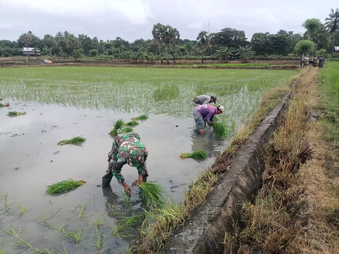 Babinsa Koramil 1406-06/Pammana Bantu Petani Tanam Padi di Kelurahan Pammana