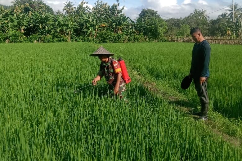 Tingkatkan Ketahanan Pangan di Wilayah Binaannya, Babinsa Koramil 01/Rumbia Bantu Warga Menyemprot Hama Tanaman Padi