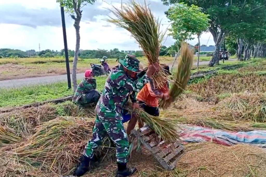 Dengan Alat Perontok Tradisional, Babinsa Kodim Jeneponto Bantu Petani Panen Padi