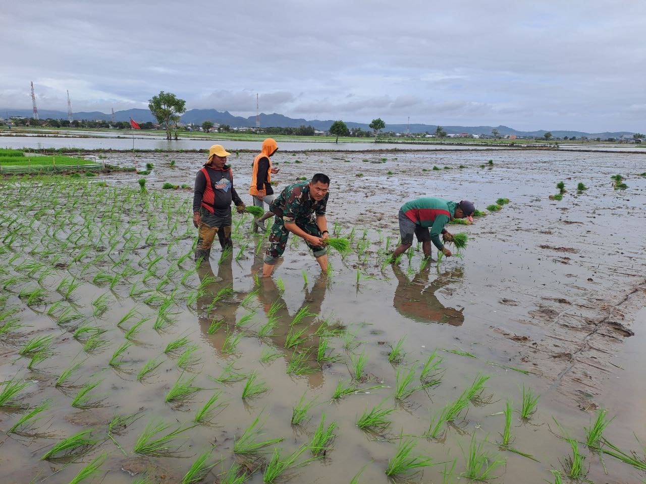 Babinsa Koramil 1420-03/Marittengae Bantu Kelompok Tani Lakukan Penanaman Padi Di Wilayah Binaan