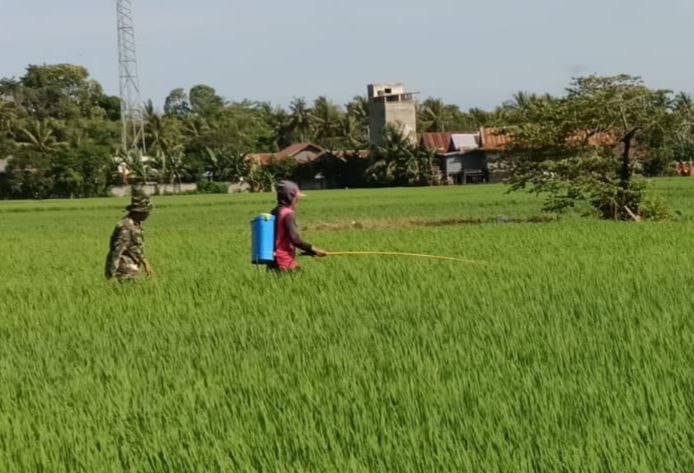 Babinsa Koramil-04 Kodim 1404/Pinrang Dampingi Petani Lakukan Penyemprotan Tanaman Padi