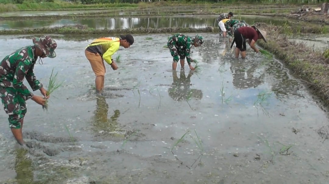 Babinsa Koramil Bambalamotu Dampingi Petani Tanam Padi di Pangiang