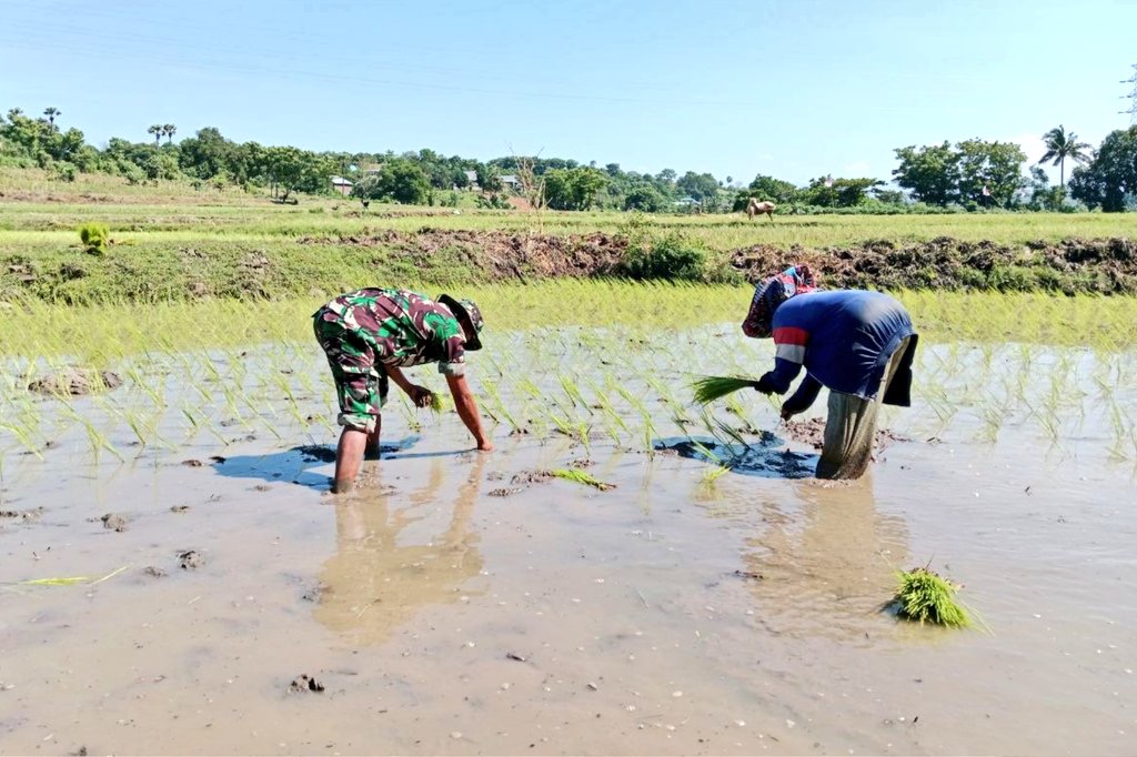 Menyatu Dengan Lumpur, Babinsa Koramil Batang Dampingi Petani Pengolahan Lahan Dan Tanam Padi