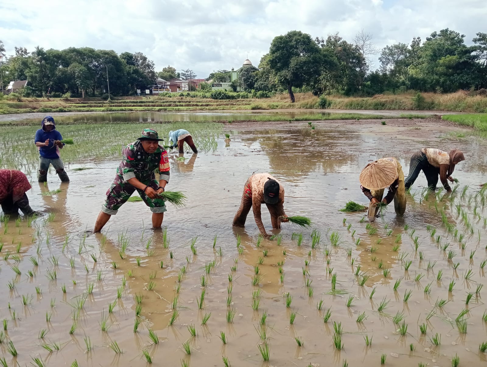 Tingkatkan Ketahanan Pangan, Babinsa Terjun Langsung Bantu Petani Tanam Padi