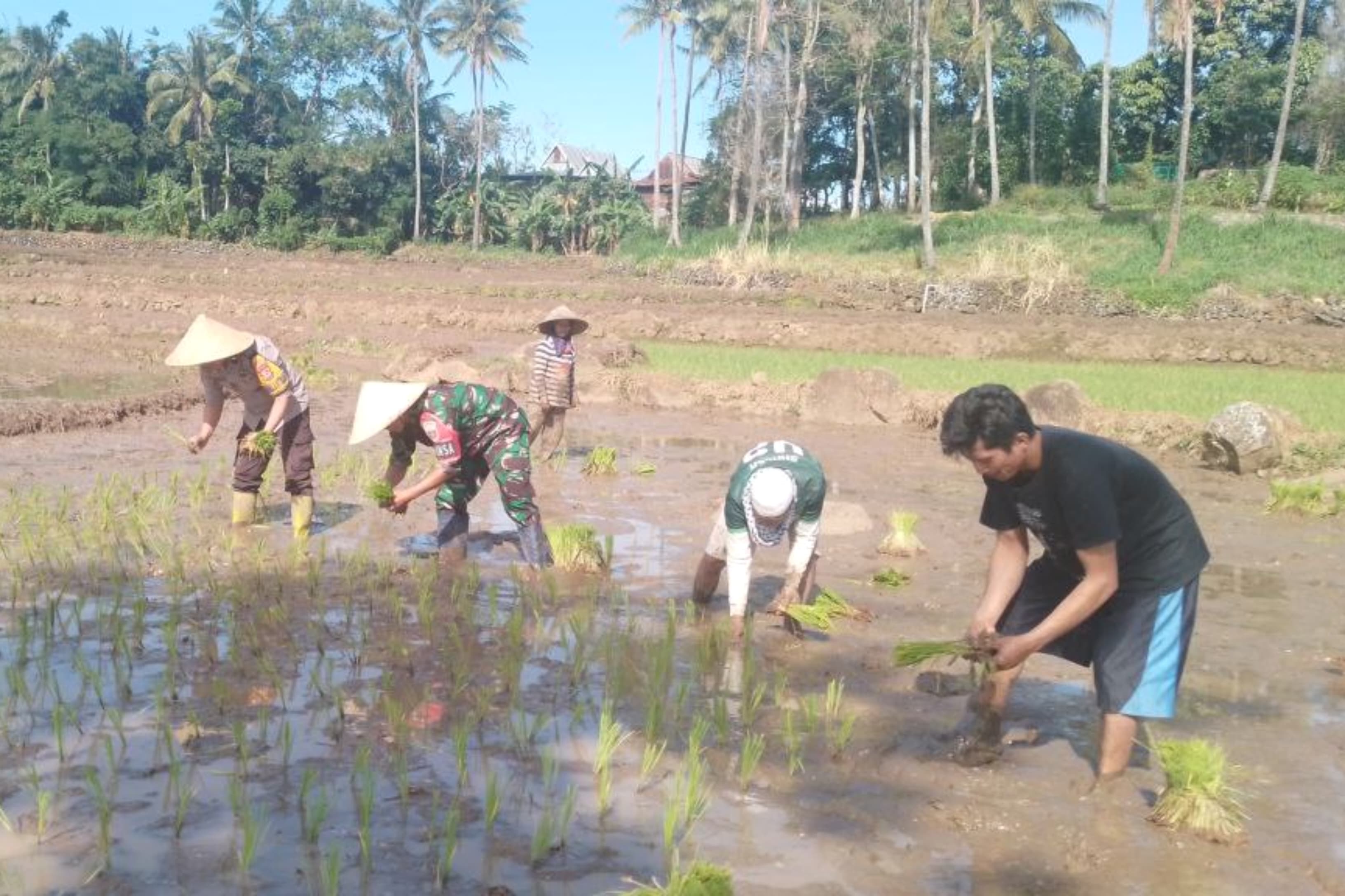 Musim Tanam Ke Dua, Babinsa Koramil Kelara Turun Ke Sawah Dampingi Dan Bantu Petani Menanam Padi