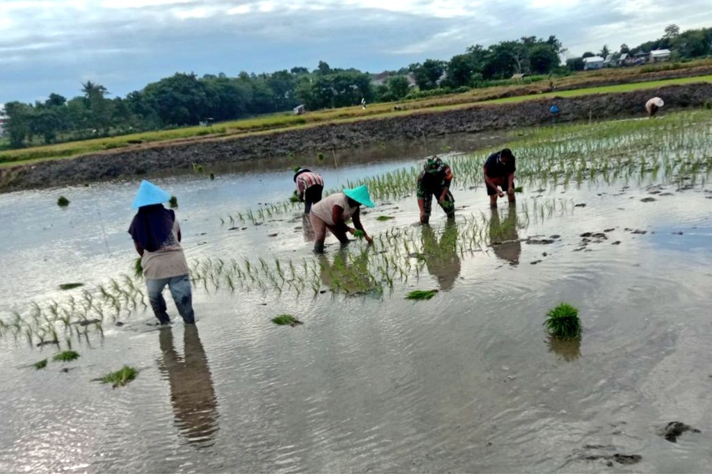 Bersama Wujudkan Hanpangan Nasional, Babinsa Kodim Jeneponto Dampingi Dan Bantu Petani Tanam Padi