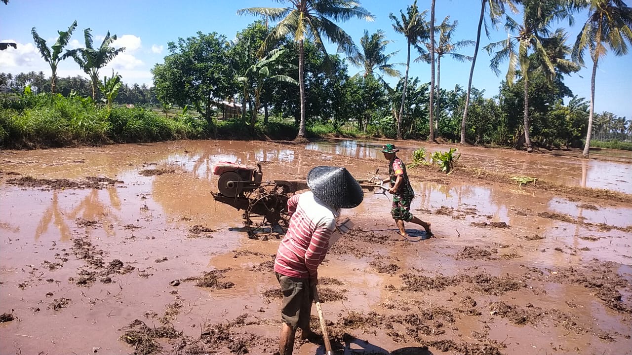 Babinsa Koramil 01/Bissappu dan Petani Kompak Menggarap Sawah Dengan Hand Tractor