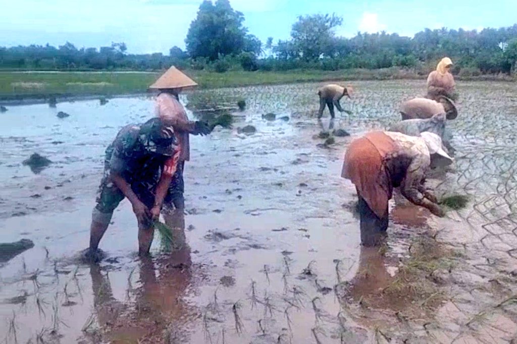 Percepat Masa Tanam, Babinsa Koramil Batang Turun Ke Sawah Bantu Petani Tanam Padi