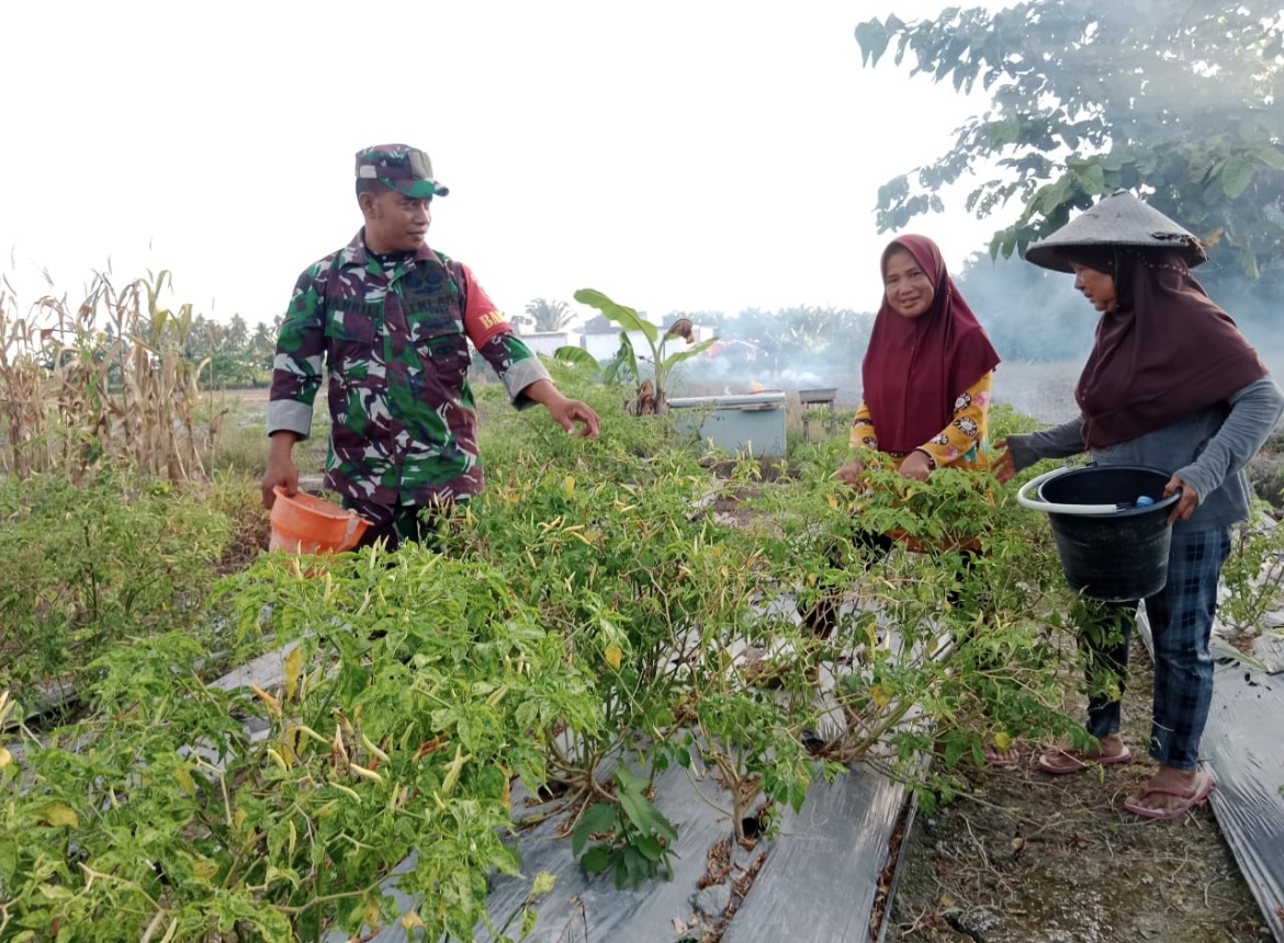 Tanggap dan Terdepan, Babinsa Pasangkayu Berdaya Bersama Petani dalam Budidaya Tanaman Cabai