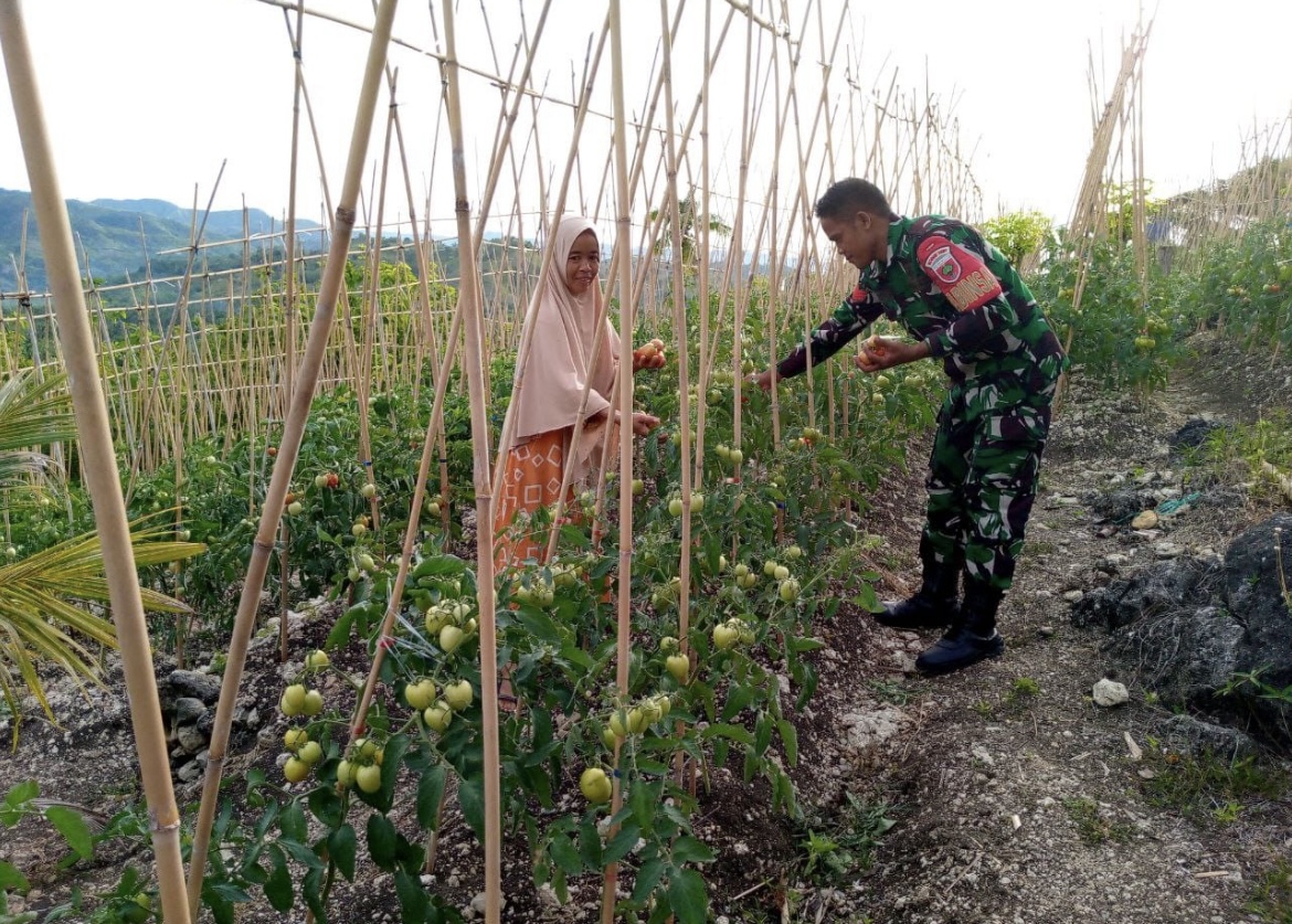 Berkah Hasil Memanfaatkan Lahan Kosong Di Wilayah Binaan, Babinsa Panen Tomat Bersama Petani