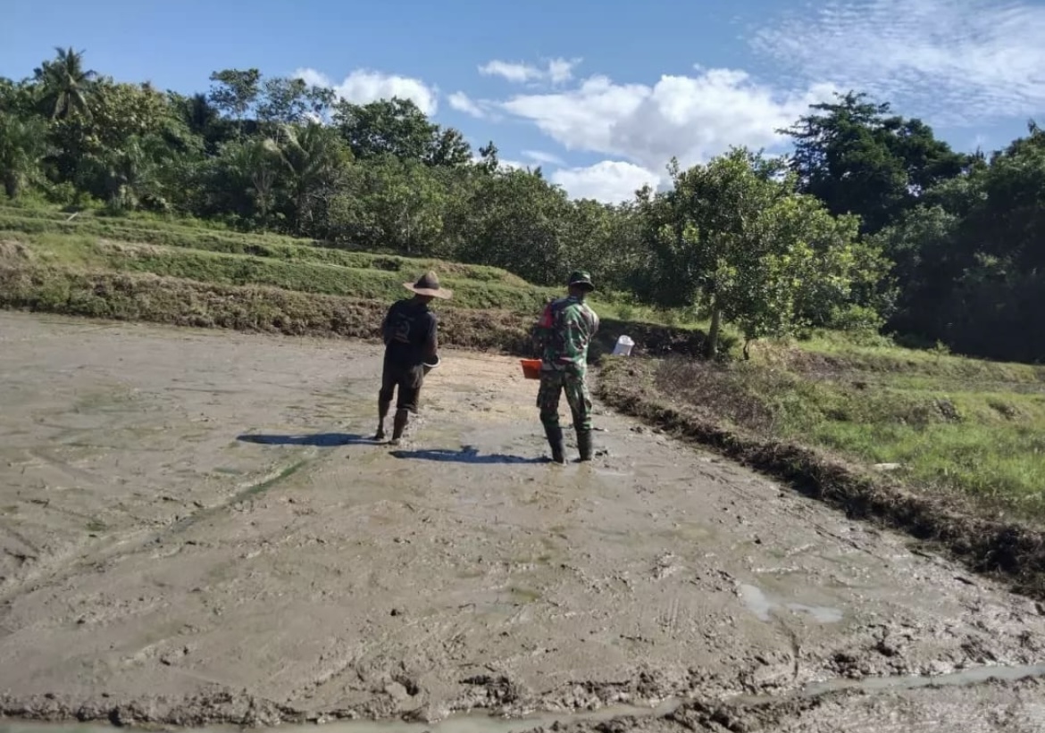 Babinsa Koramil 1406-07/Takkalalla Dampingi Petani dalam Penaburan Benih di Desa Ujung Tanah