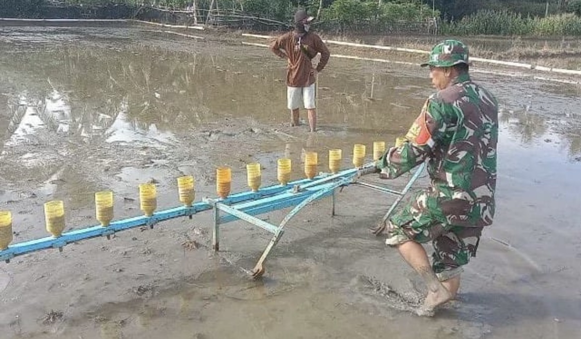 Babinsa Koramil 1406-08/Sabbangparu Dampingi Penanaman Padi di Kelurahan Sompe