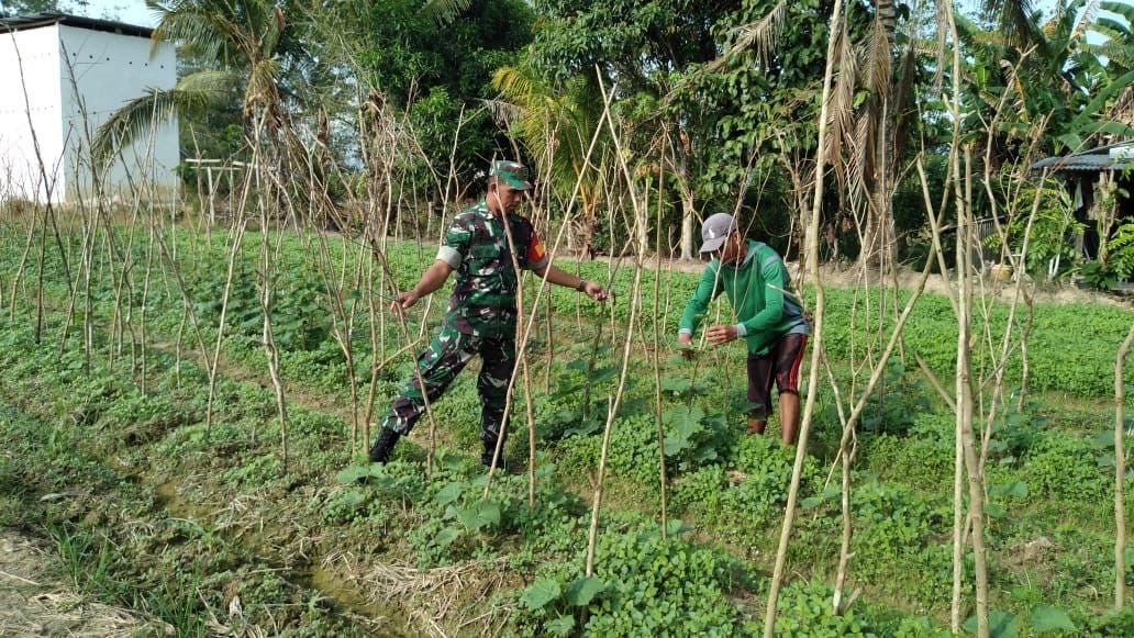 Capai Hasil Yang Maksimal, Babinsa Ranomeeto Dampingi Petani Bersihkan Hama Tanaman