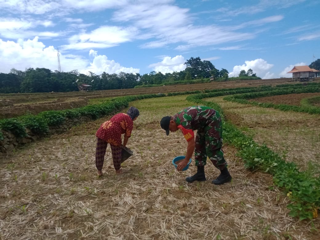Wujud Kepedulian, Babinsa Kodim 1410 Bantaeng Bantu Petani Pupuk Jagung