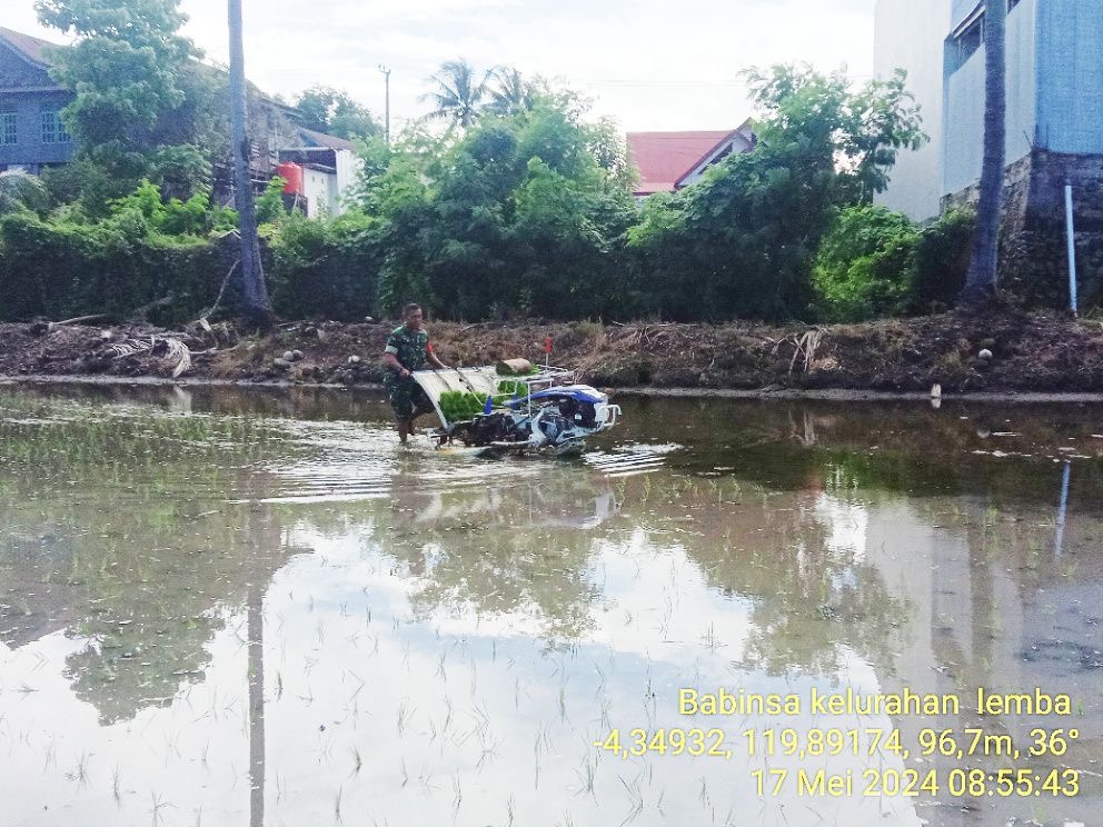 Babinsa Sertu Jupri Bantu Poktan Alaujung Tanam Padi Gunakan Rice Transplanter