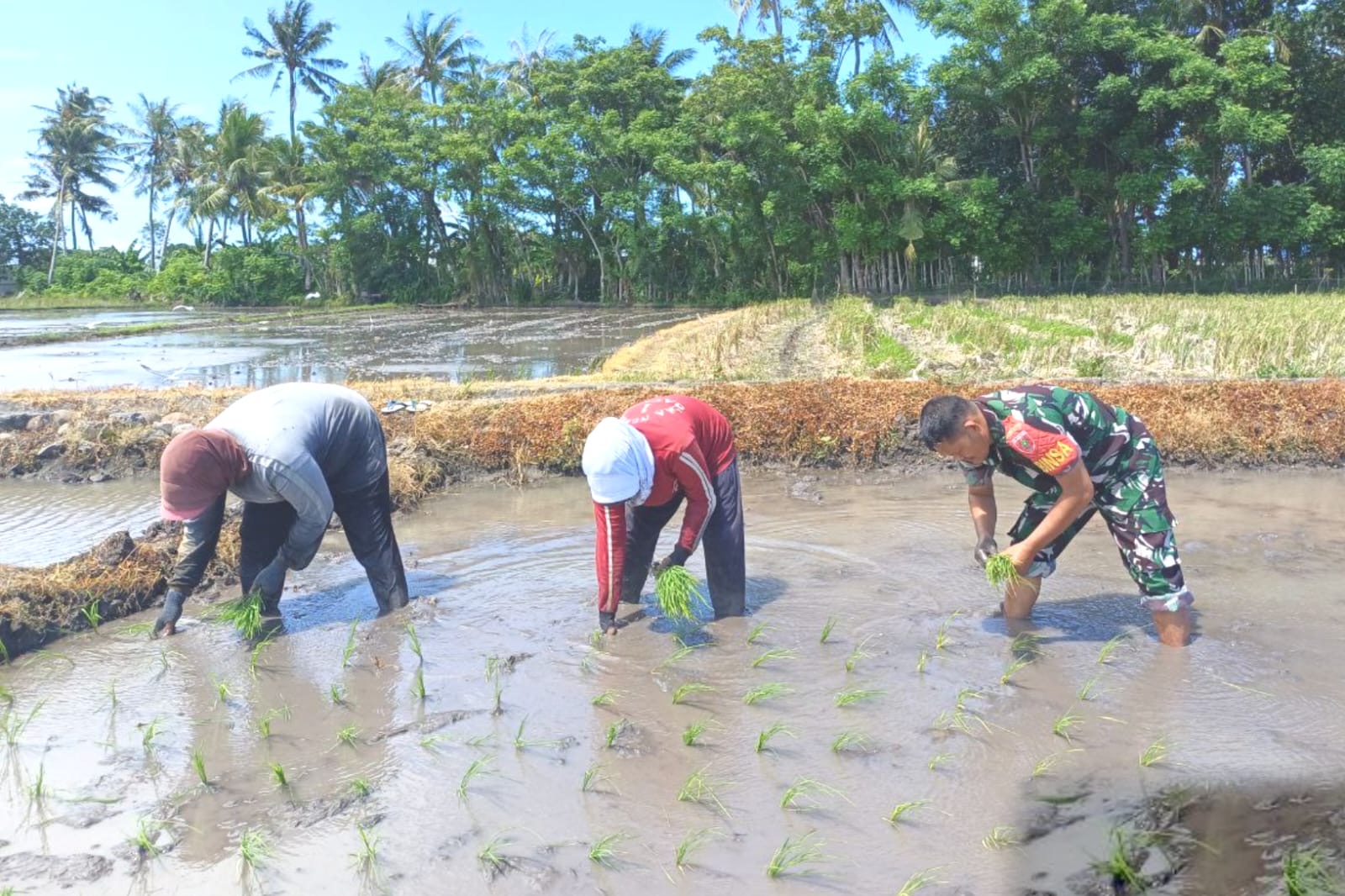 Komitmen Babinsa Kodim Jeneponto Dukung Pemerintah Sukseskan Ketahanan Pangan
