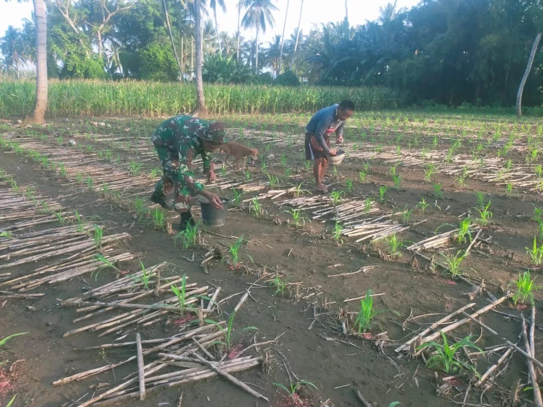Babinsa Koramil 1406-08/Sabbangparu Bantu Warga Lakukan Pemupukan Tanaman Jagung
