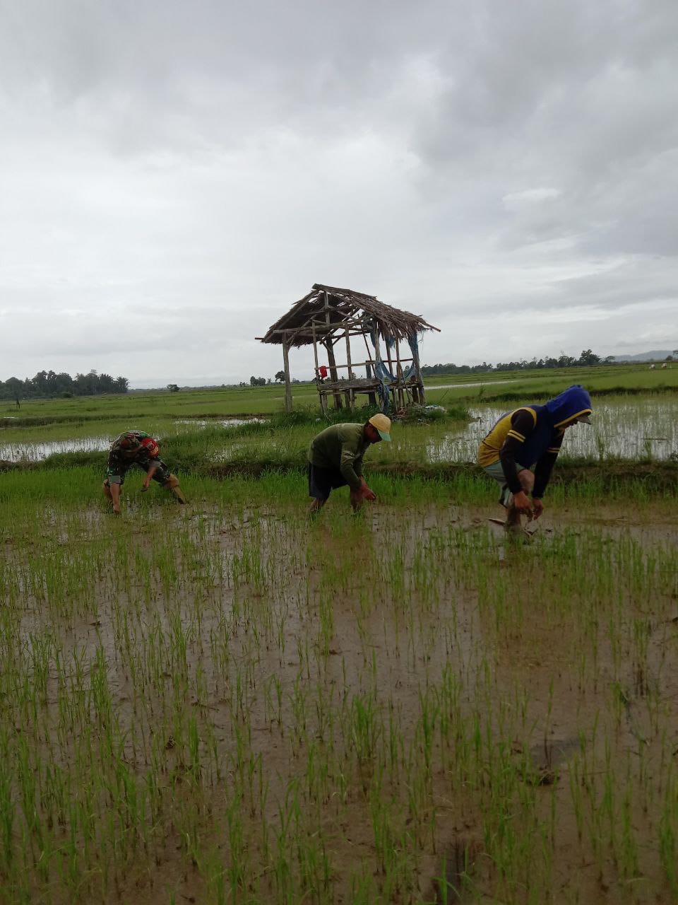 Faktor Merawat Tanaman, Babinsa Lambuya Bantu Petani Sulam Padi