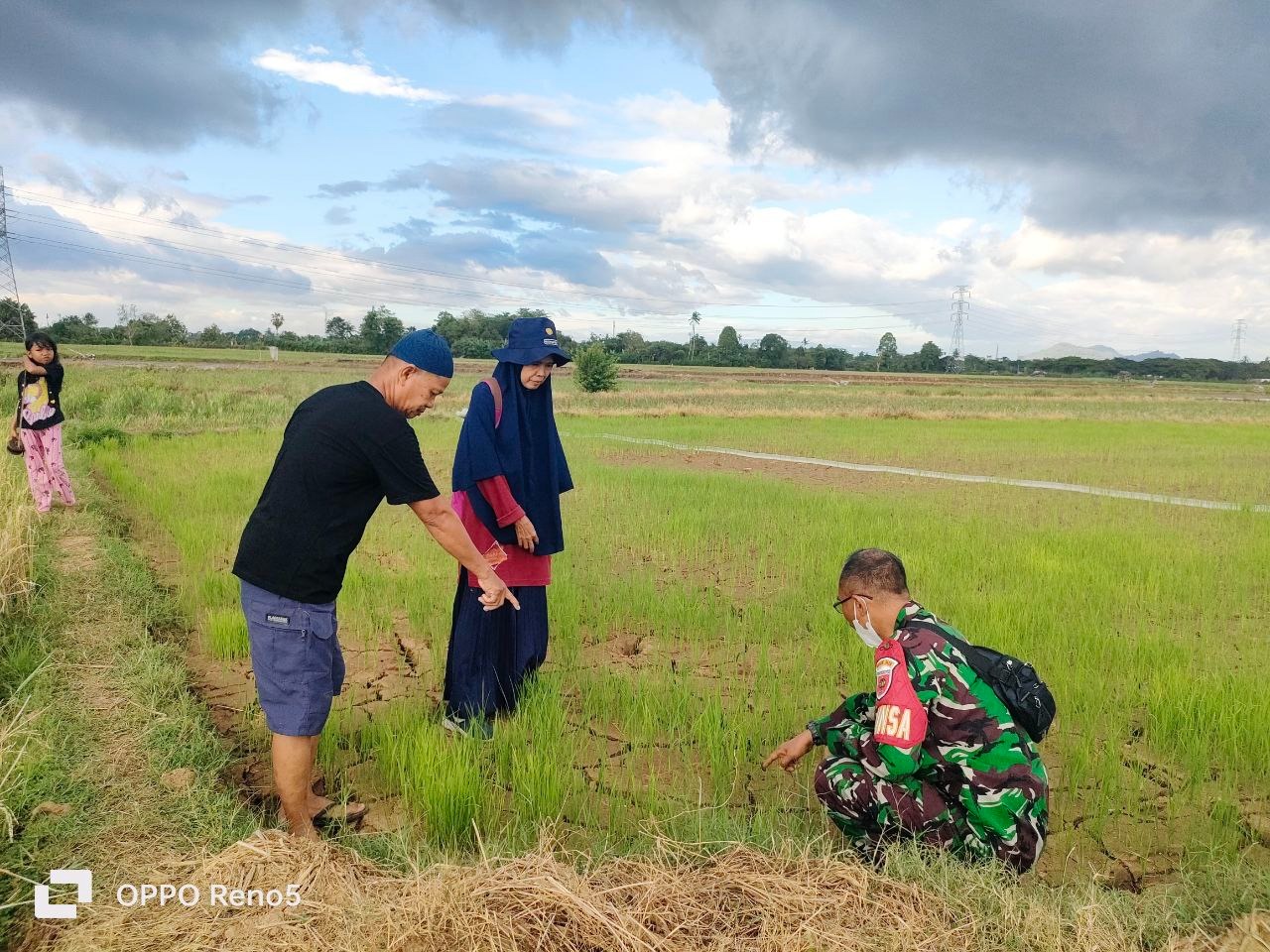Tingkatkan Hanpangan Di Wilayah, Babinsa Tinjau Perkembangan Tanaman Padi