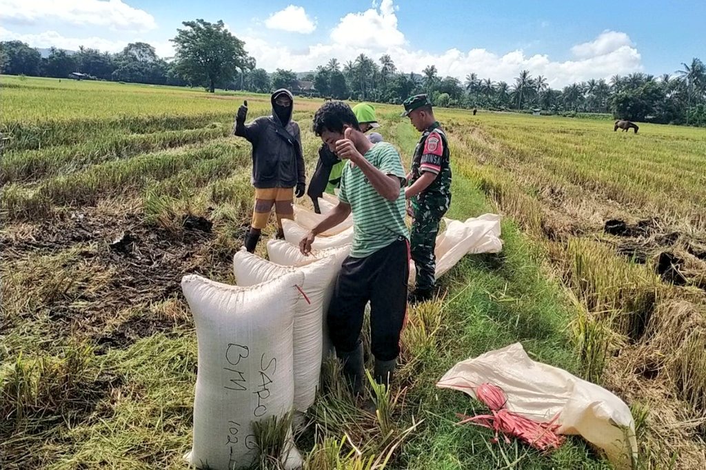 Dukung Capaian Hanpangan Nasional, Babinsa Kodim Jeneponto Dampingi Petani Panen Padi