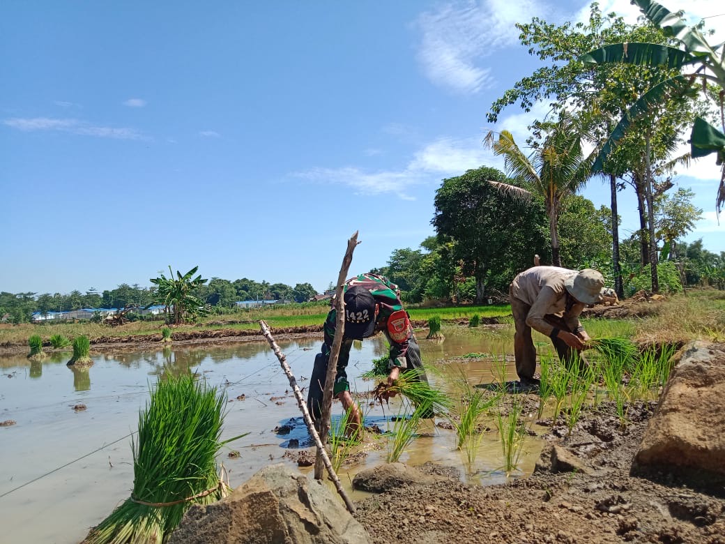 Tingkatkan Ketahanan Pangan, Babinsa Maros Bantu Petani Tanam Padi
