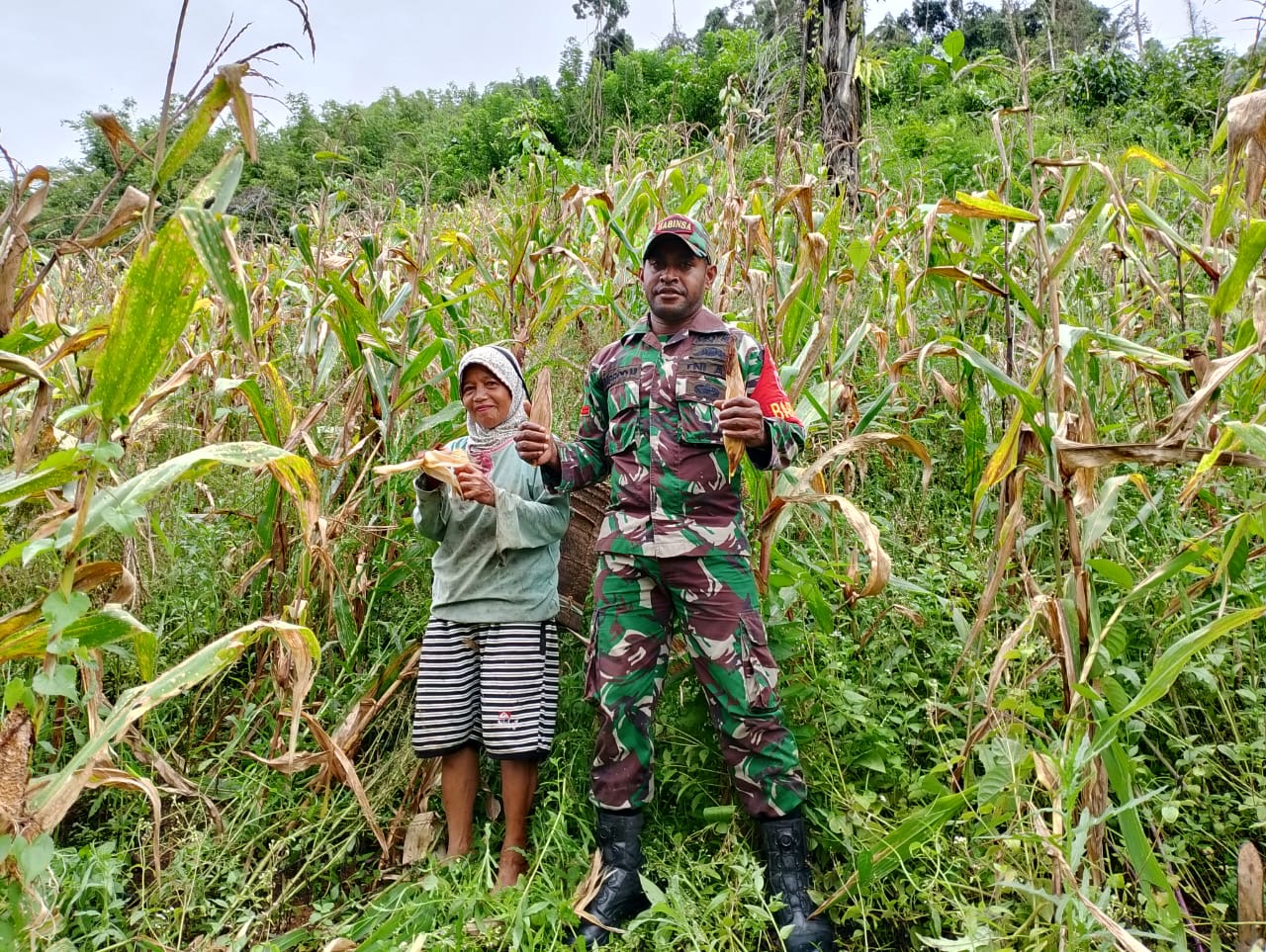 Jaga Ketahanan Pangan, Babinsa Koramil Persiapan Tabulahan Bantu warga binaan Panen Jagung