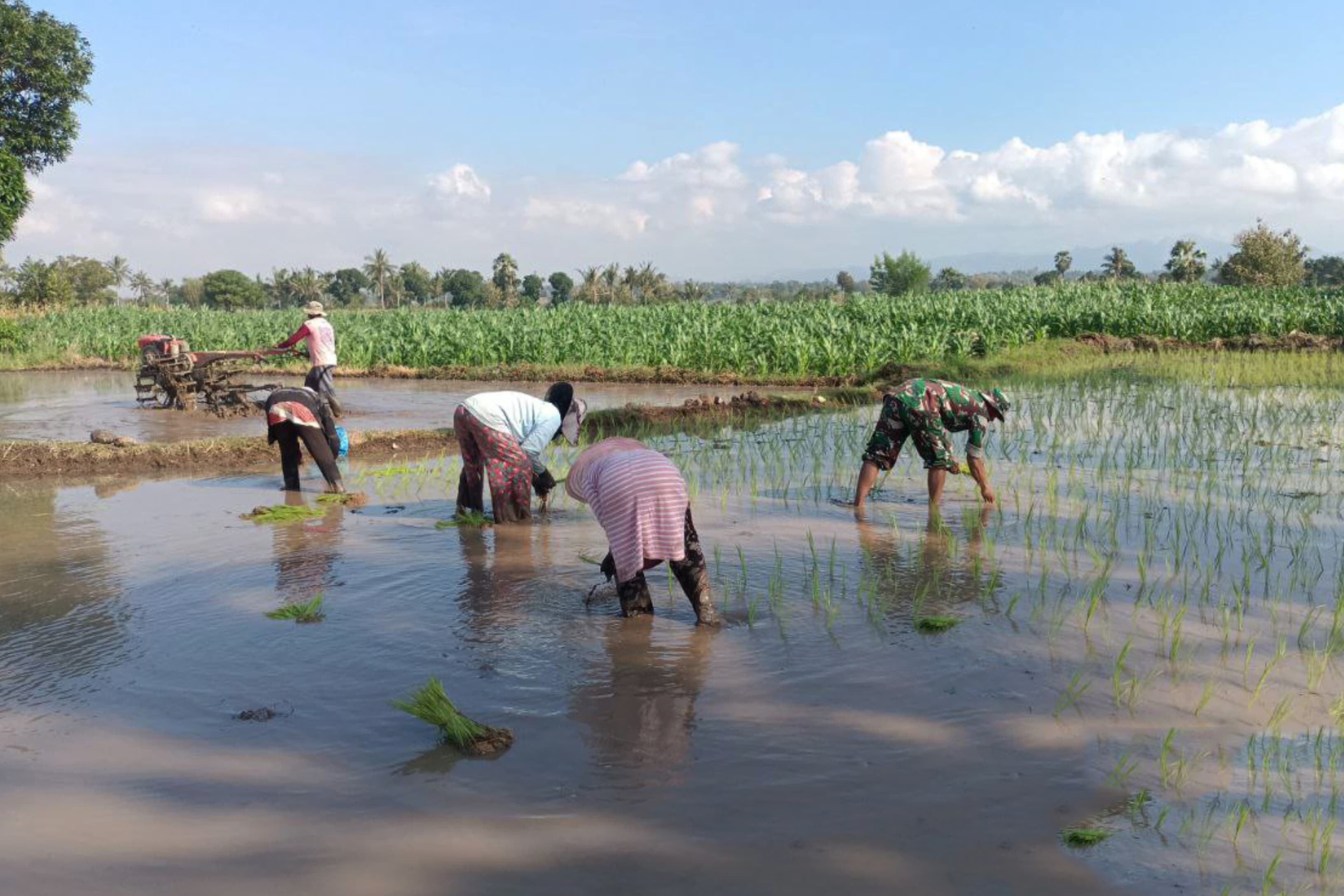 Bersama Babinsa Bantu Petani, Danramil 1407-11/Barebbo Terjun Langsung Ke Sawah Pimpin Tanam Padi