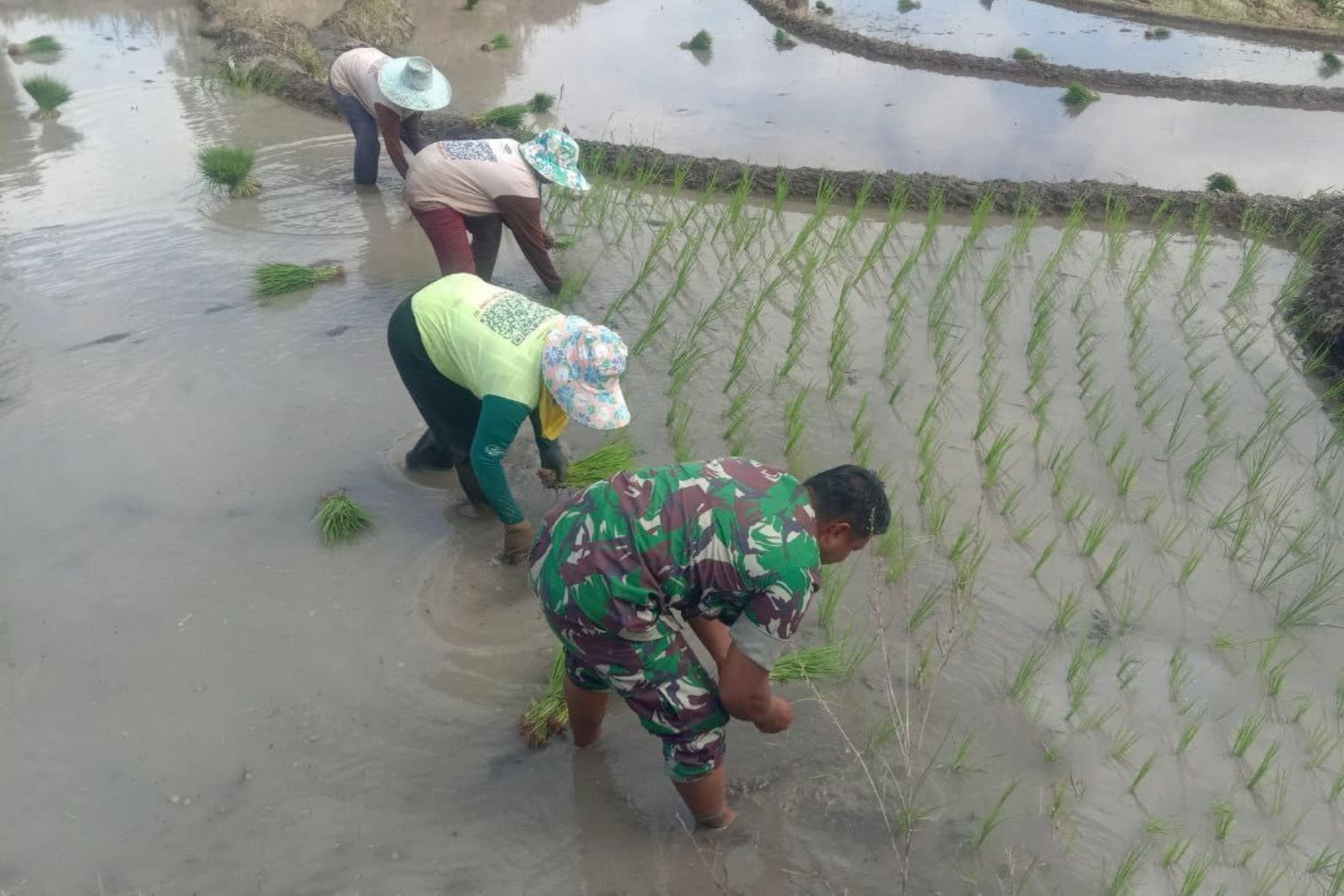 Babinsa Koramil Kelara Bantu Petani Penyiapan Bibit dan Tanam Padi