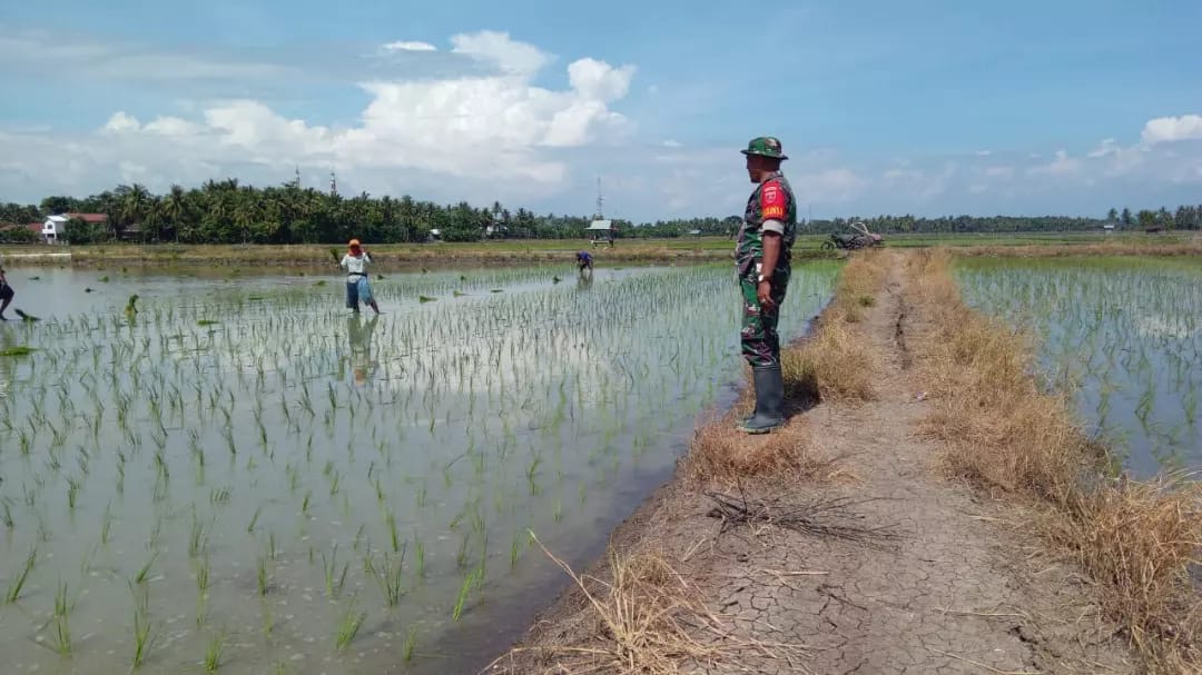 Babinsa Koramil 1406-04/Belawa Dampingi Petani Tanam Padi di Desa Leppangeng