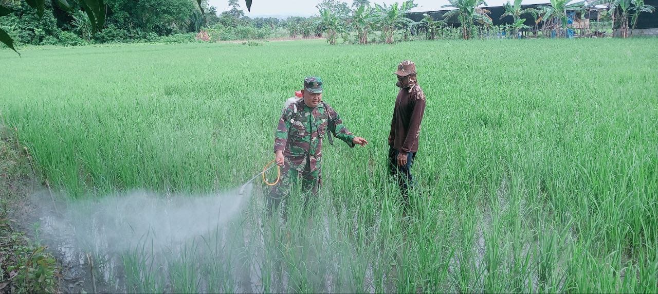 Dampingi Petani, Babinsa Wawotobi Bantu Petani Atasi Hama