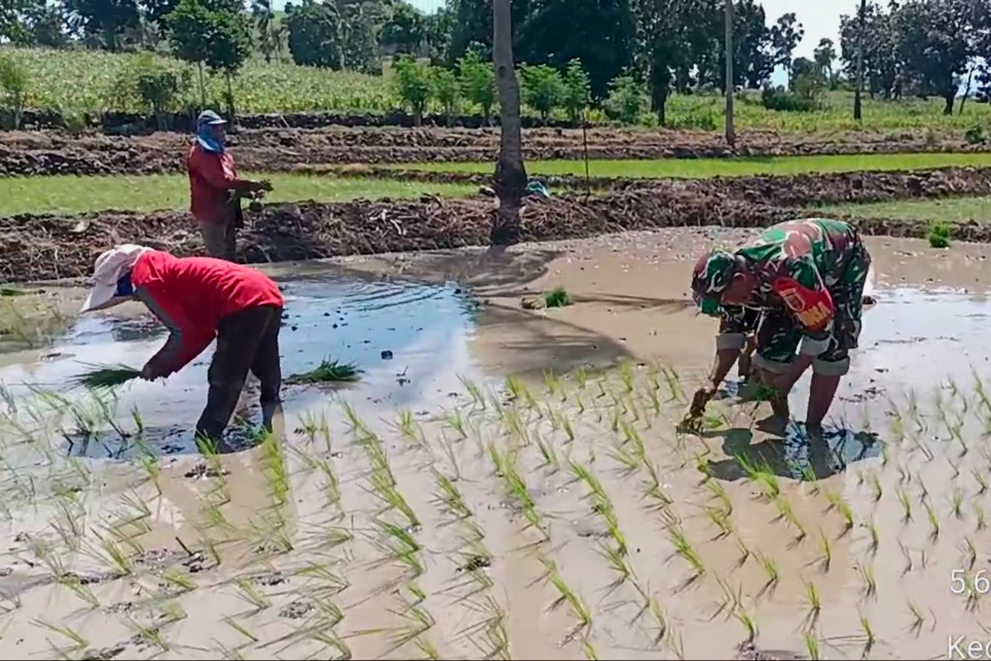 Musim Tanam Tahap Dua Tiba, Babinsa Kodim Jeneponto Bantu Petani