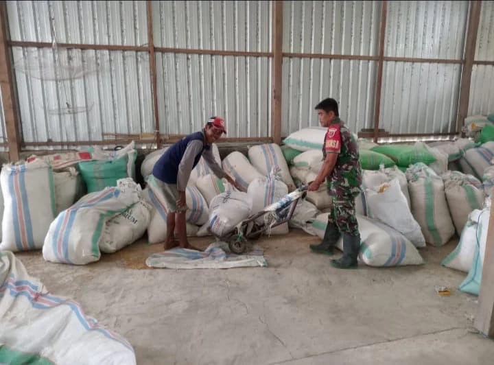 Babinsa Koramil 1406-07/Takkalalla Pantau Hasil Panen Pertanian di Dusun Lappo Batu