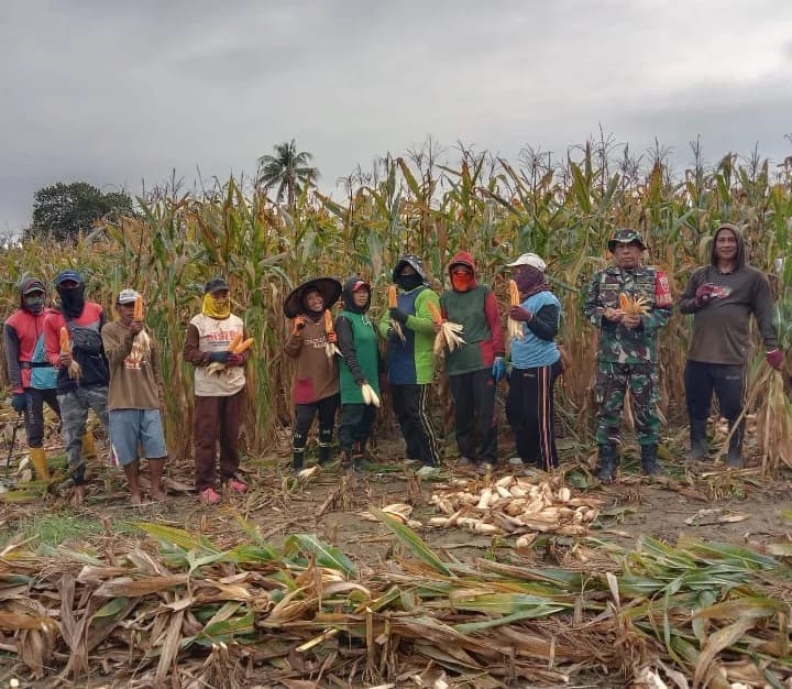 Babinsa Koramil 1406-08/Sabbangparu Pendampingan Ketahanan Pangan di Kelurahan Sompe