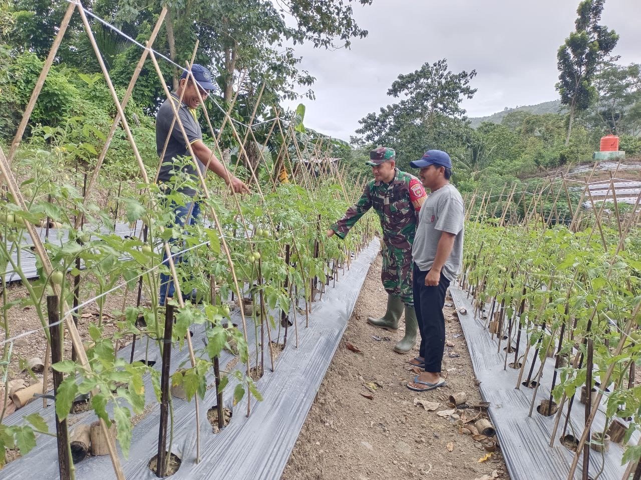 Babinsa Koramil 1401-03/Sendana Dampingi Pertanian Cabai dan Tomat di Desa Seppong