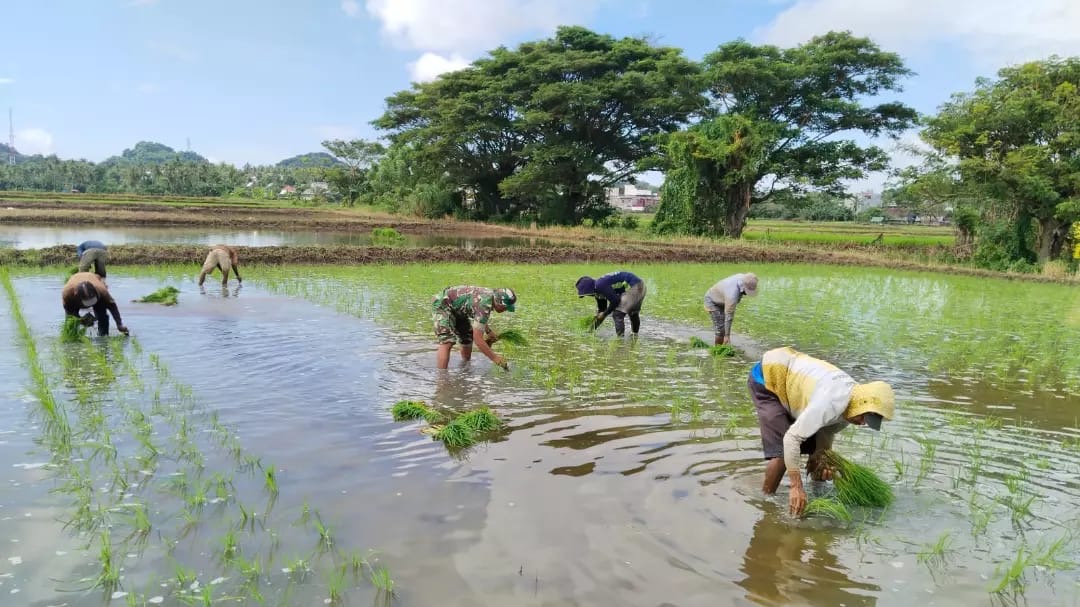 Babinsa Koramil 1406-02/Tanasitolo Dukung Ketahanan Pangan dengan Bantu Penanaman Padi