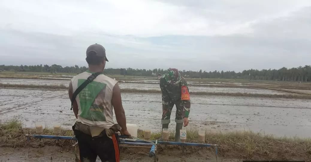Babinsa Koramil 1406-08/Sabbangparu Dampingi Penanaman Padi di Kelurahan Sompe