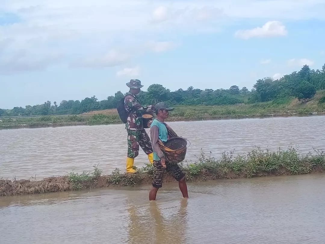Babinsa Koramil 1406-03/Maniangpajo Dukung Ketahanan Pangan di Desa Polewalie
