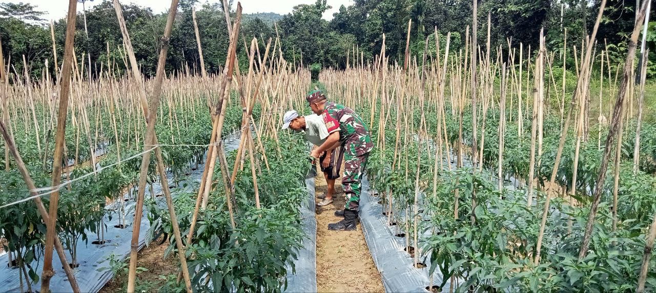 Capai Hasil Maksimal, Babinsa Unaaha Dampingi Petani Cabai Lakukan Perawatan
