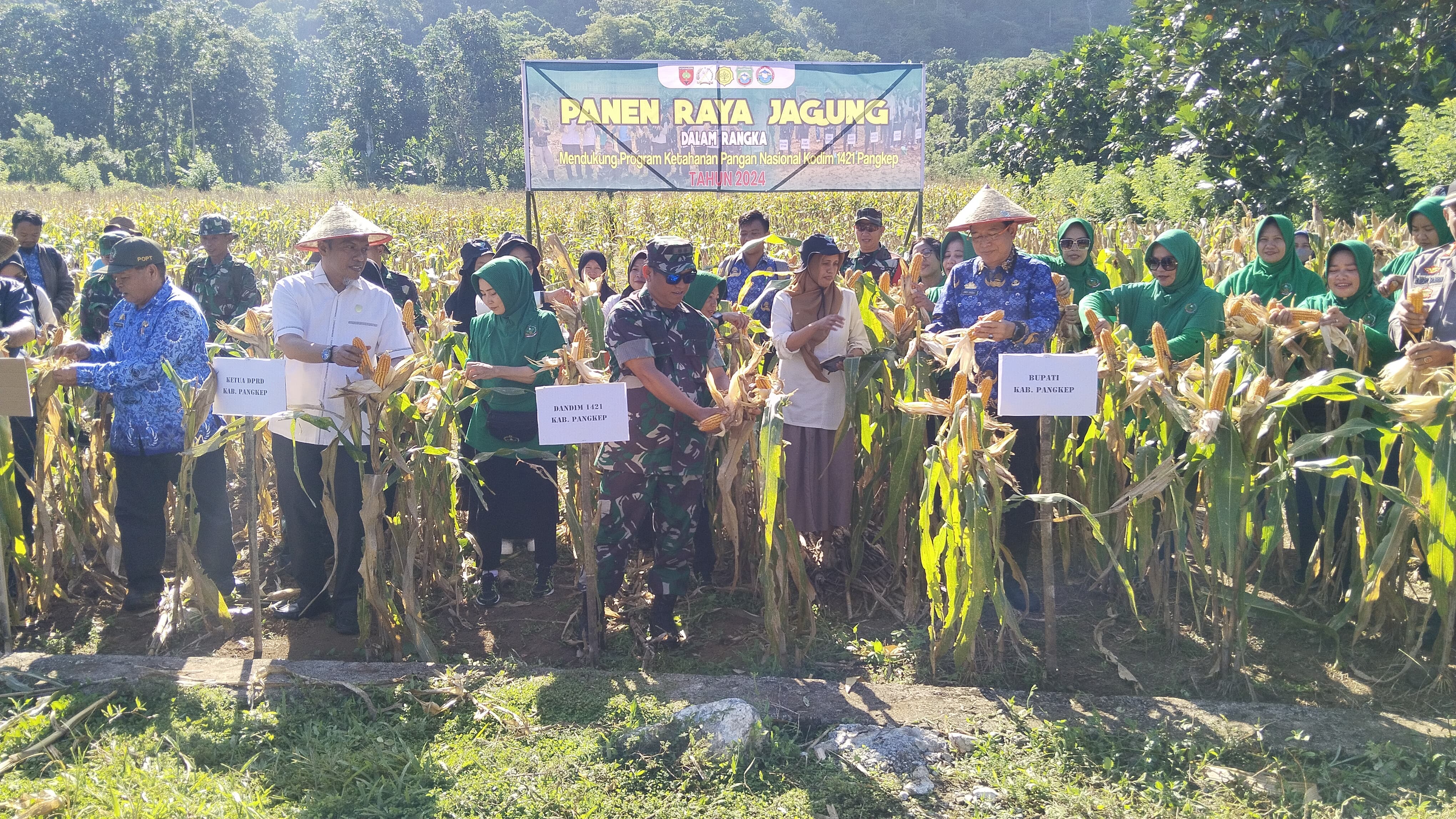 Sukseskan Program Ketanan Pangan, Dandim 1421/Pangkep Melaksanakan Panen Raya Jagung.