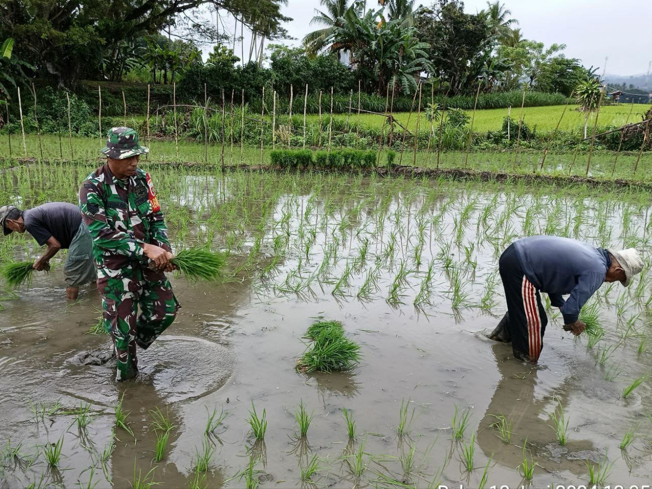 Tingkatkan Ketahanan Pangan, Babinsa Jajaran Kodim 1423/Soppeng Bantu Petani Menanam Padi