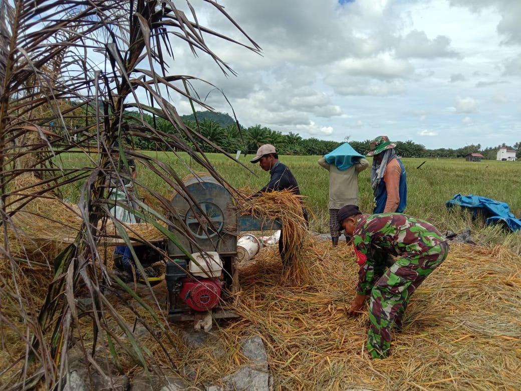 Babinsa Koramil Bambalamotu Berikan Dukungan Besar dalam Panen Padi di Desa Pangiang