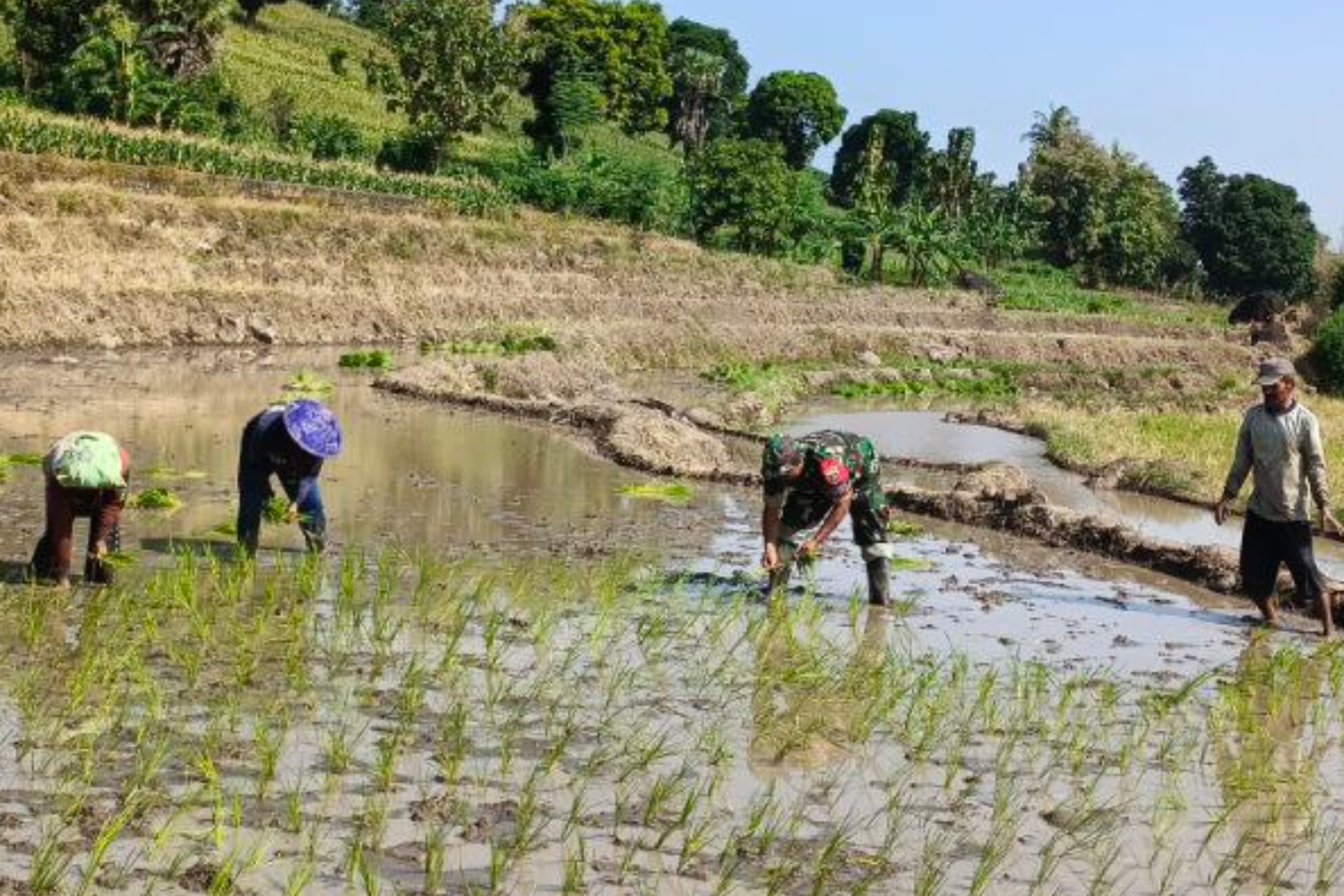 Komitmen TNI AD Sukseskan Swasembada Pangan, Babinsa Kodim Jeneponto Turun Ke Sawah Tanam Padi