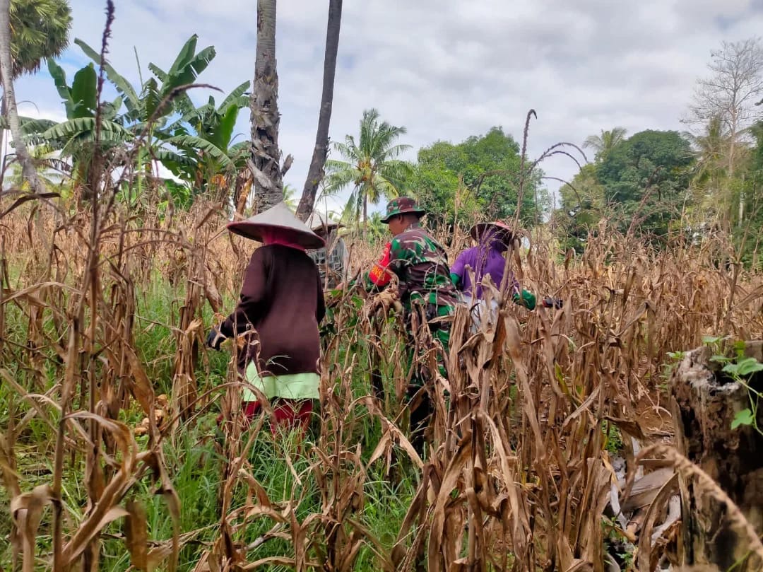 Babinsa Koramil 1406-06/Pammana Bantu Warga Panen Jagung di Desa Watampanua