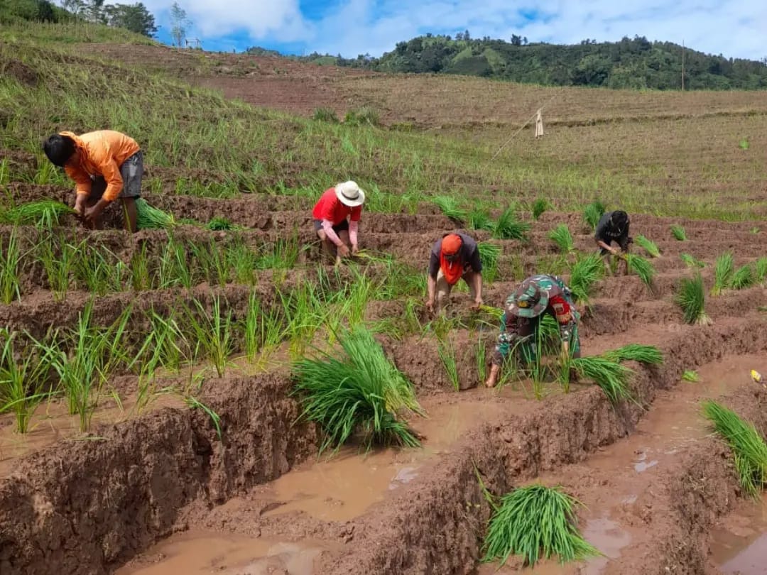 Dukung Ketahanan Pangan, Babinsa Salukanan Bantu Petani Tanam Padi